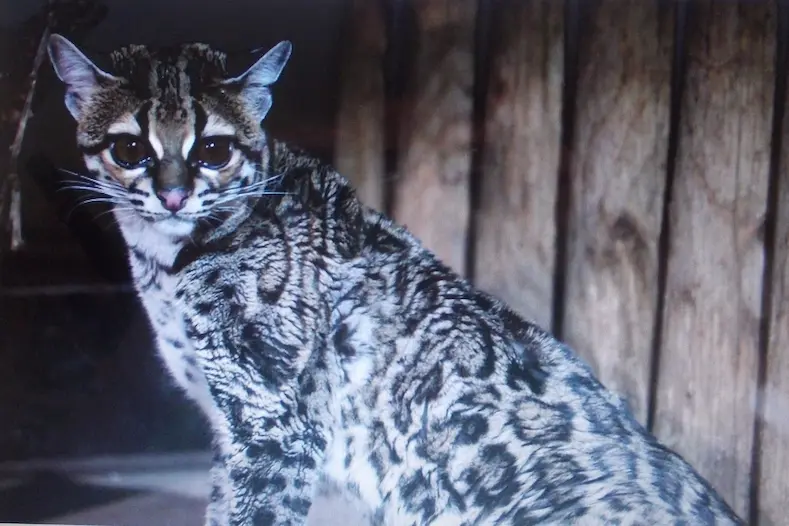 V ostravské zoo začali chovat vzácnou tropickou kočku, která šplhá jako veverka
