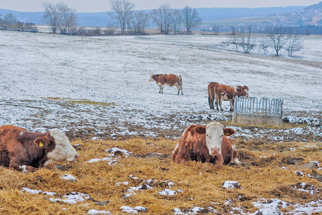 Ve výběhu mezi krávami na Tachovsku ležel mrtvý muž