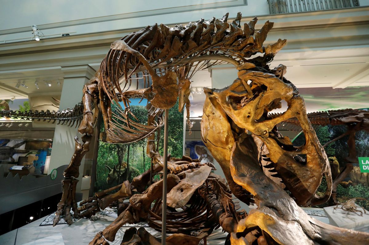 Tyrannosaurus rex do své maximální velikosti dorostl zřejmě až ve 40 letech
