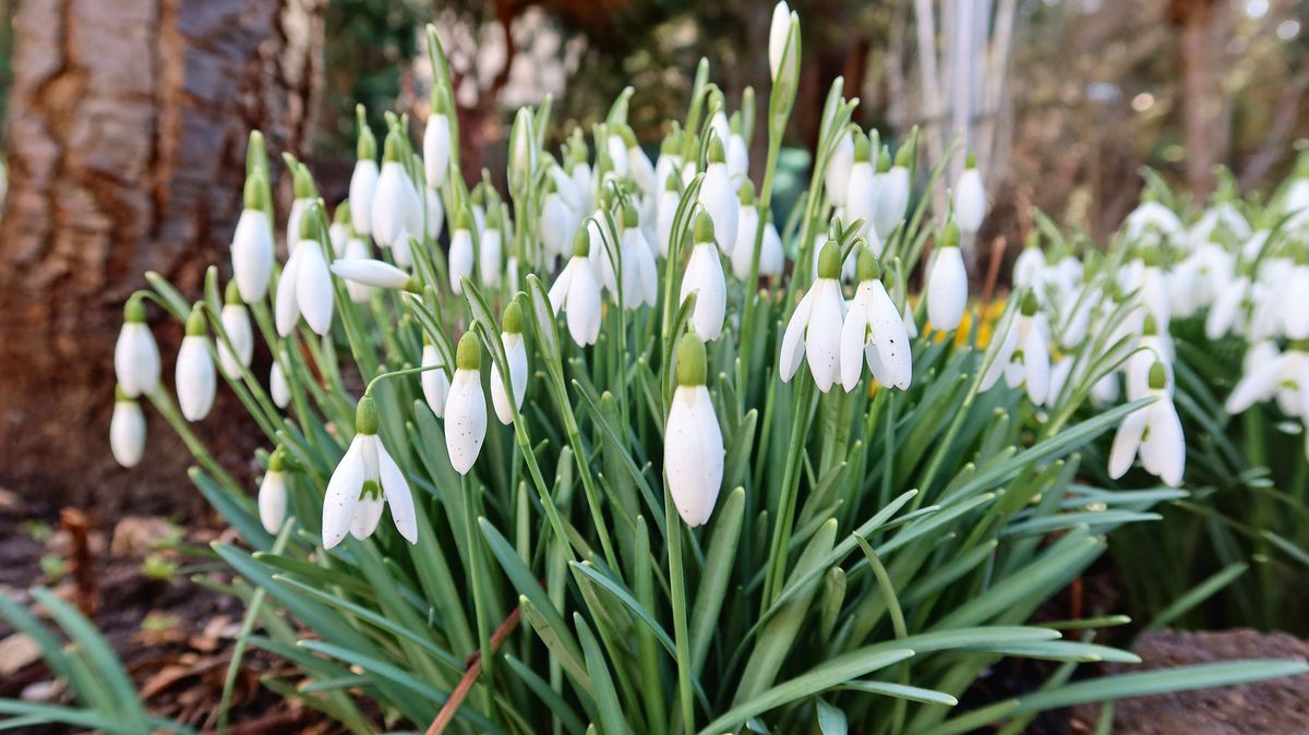 Sněženky přivolávají jaro a některé stojí statisíce