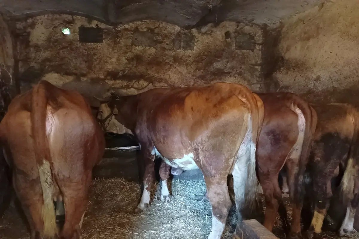 V Česku se poprvé objevil virus Shamonda, veterináři ho potvrdili na Táborsku