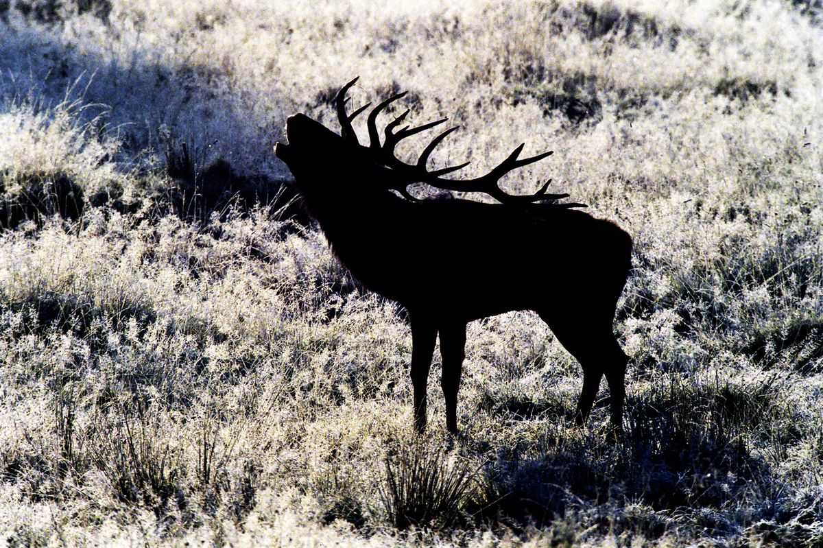 Muž na Tachovsku upytlačil dvanácteráka