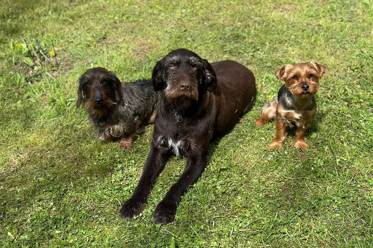 Na zahradách nacházejí otrávené maso. Za dopadení traviče psů vypsala obec na Chebsku odměnu