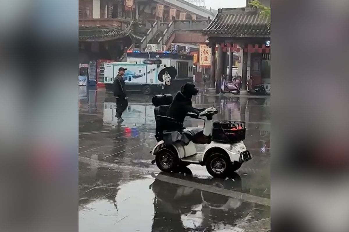 Pes se proháněl na elektrickém vozítku, policie mu ho zabavila