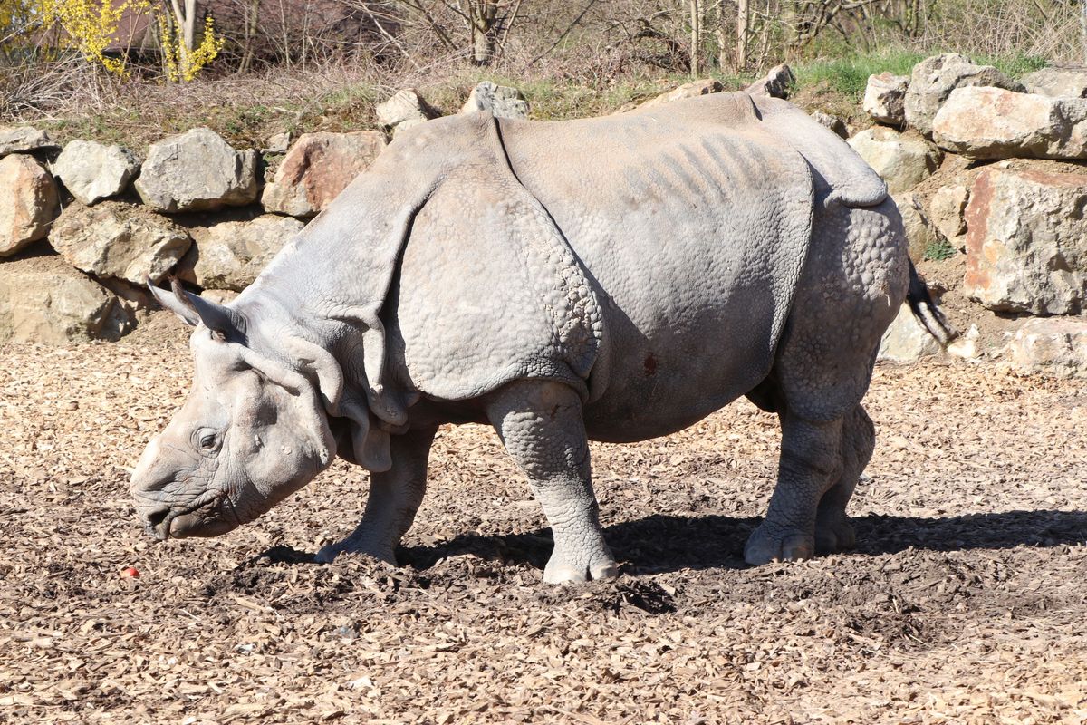 V Plzni uhynul samec nosorožce indického Baabuu
