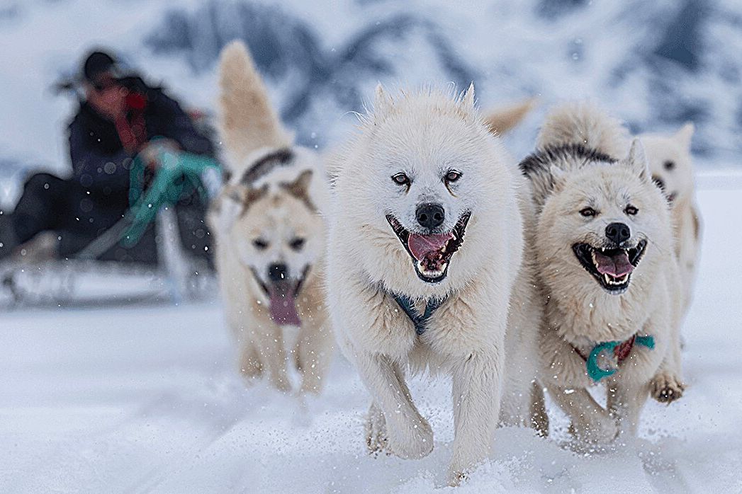 Genetická analýza tažných psů odhalila, že Inuité přišli do Grónska o několik set let dříve