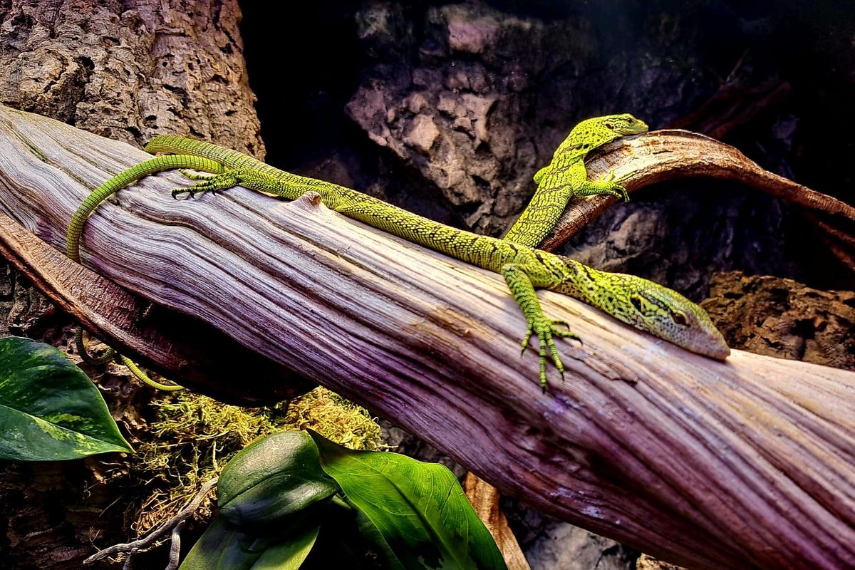Unikátní varani v Liberci. Objeveni byli před 18 lety, v Česku jich žije jen šest