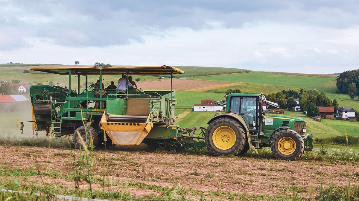 Dlouhá cesta brambor na náš stůl