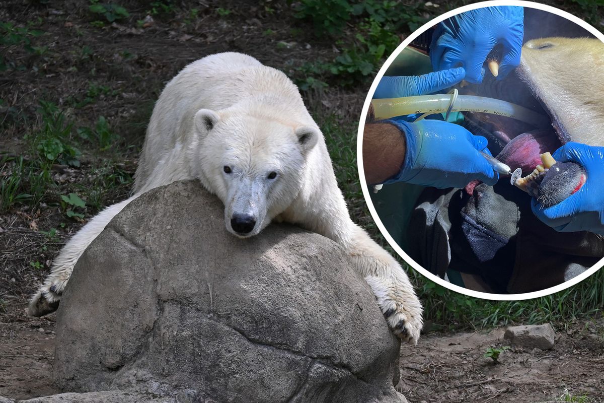 Brněnská medvědice Elsa zamířila k zubaři