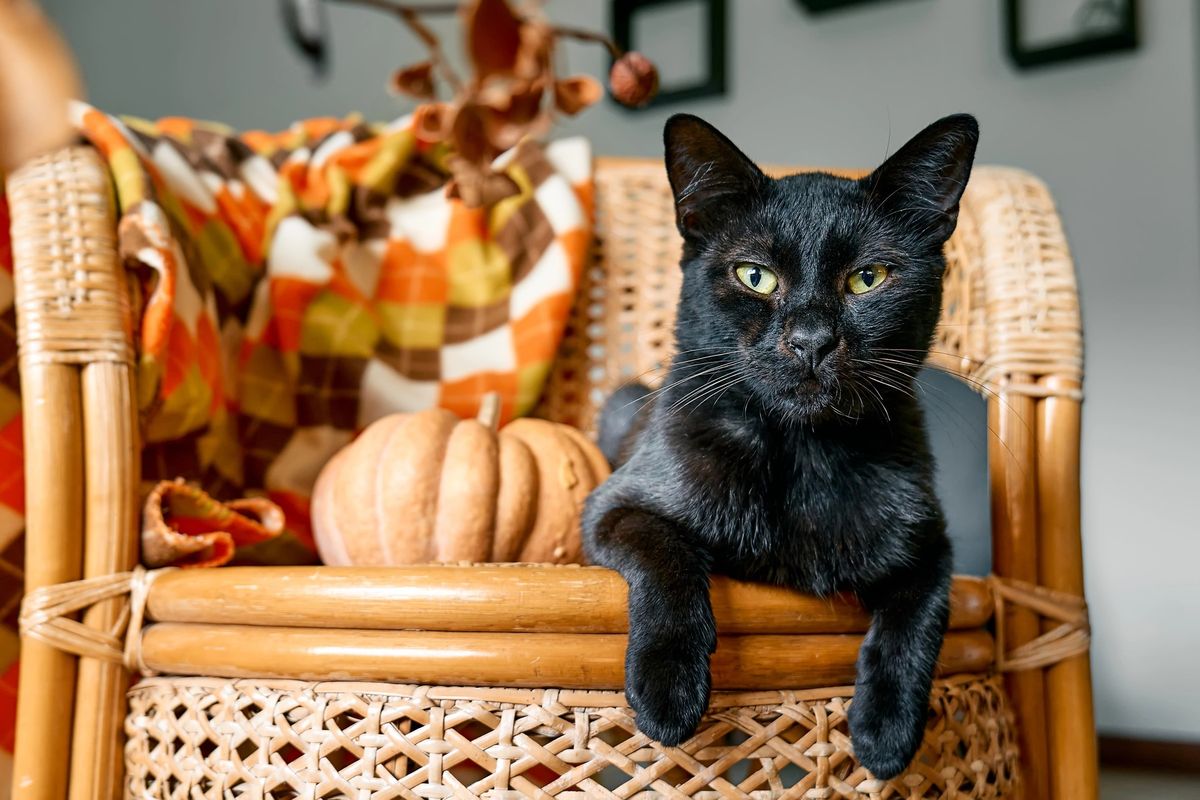 Španělské město zakázalo adopce černých koček, důvodem jsou halloweenské rituály