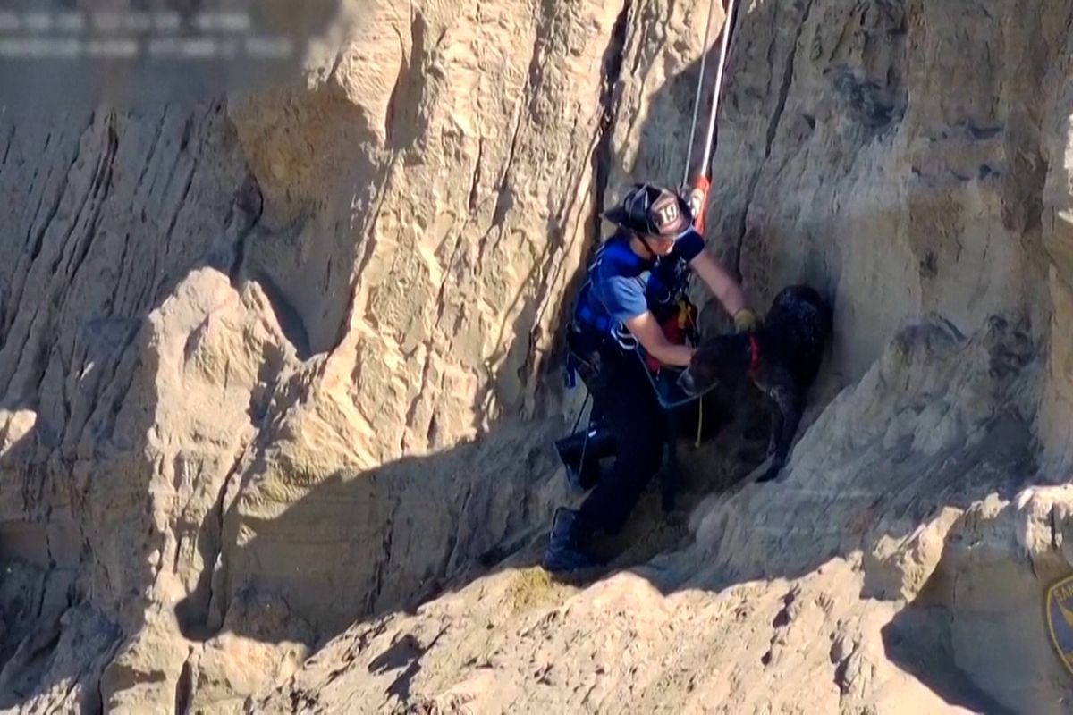 Hasiči v San Francisku zachránili psa, který spadl na skalní římsu v téměř 50metrové výšce