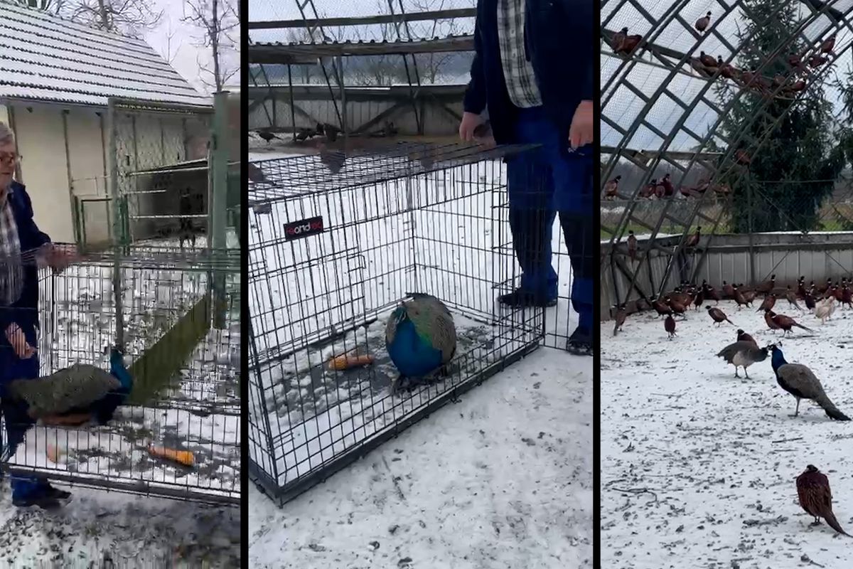 Osiřelý páv Ludvík našel v Boskovicích pomoc u rodiny starostky; našli mu nový domov, hejno přátel i partnerku