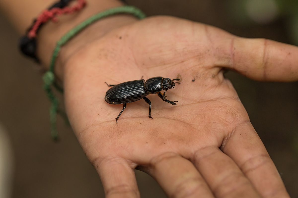 Lékaři si mysleli, že je na drogách, pak Američanovi vytáhli z ucha brouka