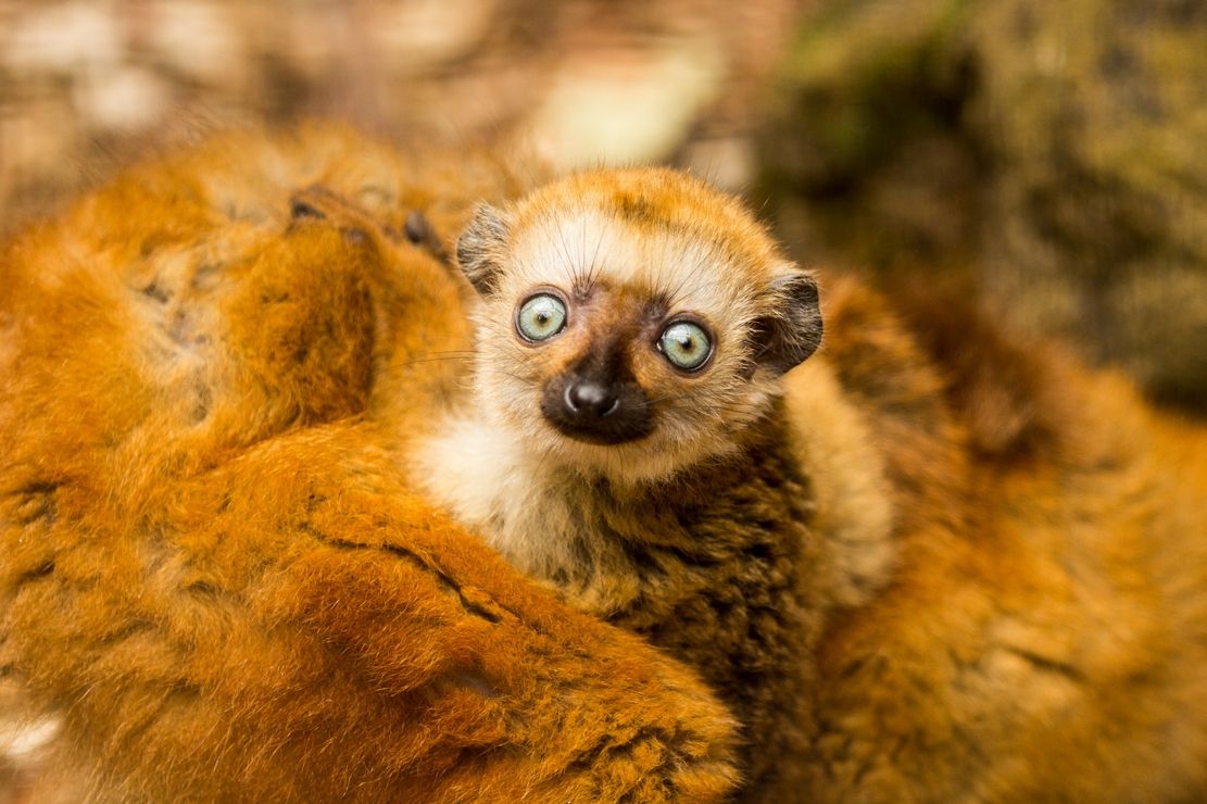 Modrooký lemur na světě vymírá. Pomoci má šest evropských center, jedno vznikne i v Česku