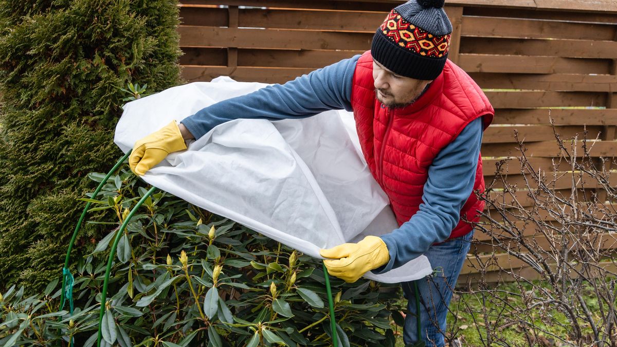 Zimní ochrana rostlin a stromků: Pomůže listí, chvojí, juta i další věci