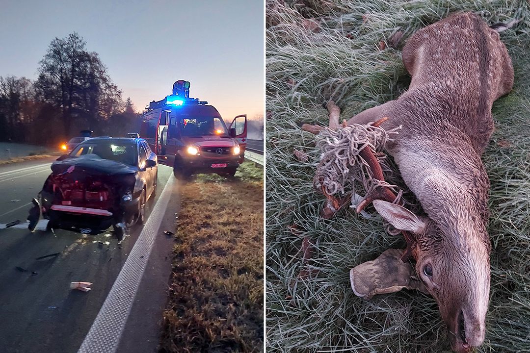 Jelen na čtyřproudovce u Ostravy způsobil nehodu tří aut
