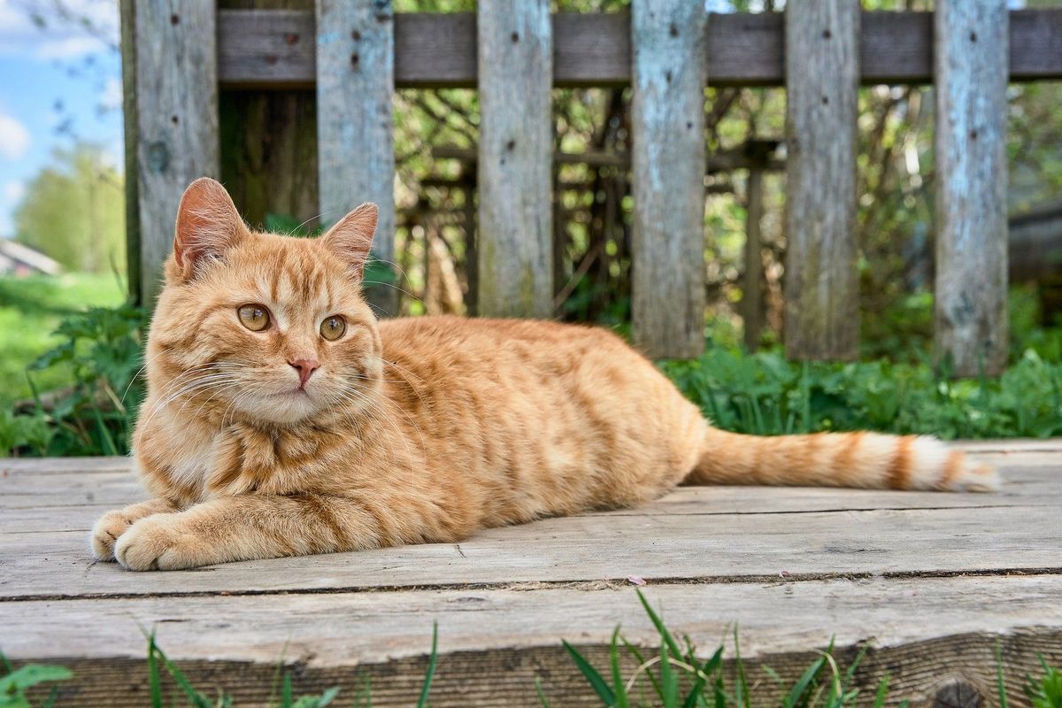 Kocour chodí k sousedovi na zahradu. Francouzka musí zaplatit desetitisíce