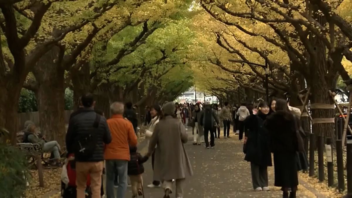 Slavná jinanová alej v Tokiu už září žlutou barvou
