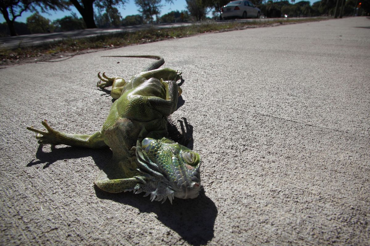 Kvůli mrazu na Floridě popadali ze stromů leguáni