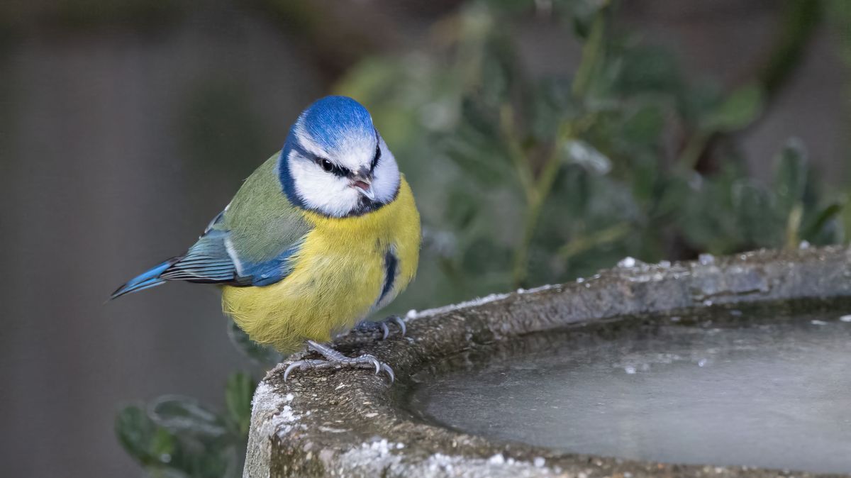 Voda je pro ptáky v mrazech stejně důležitá jako krmení. Pořiďte jim speciální pítka