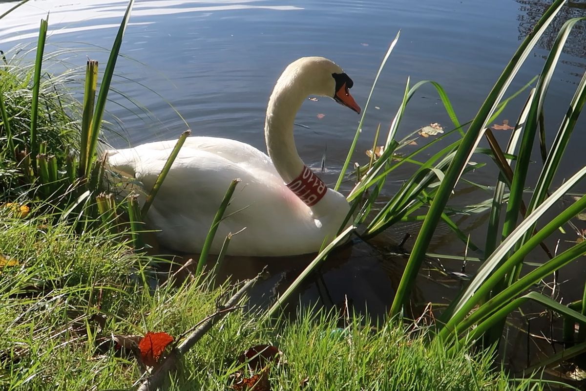 Nezdolný labuťák Trenér je zpět u plzeňské loděnice. Ale už netrénuje