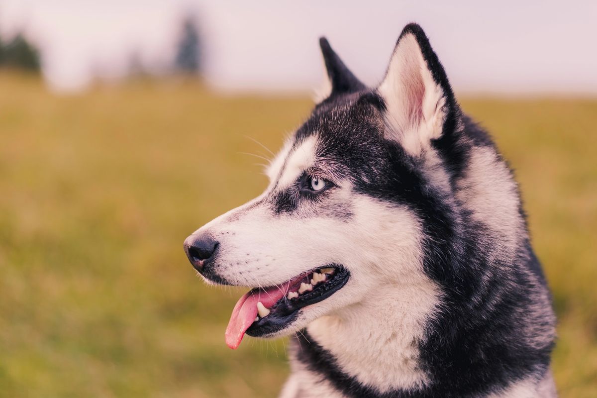 Pes při loupeži zmizel. Našli ho po sedmi letech na ulici