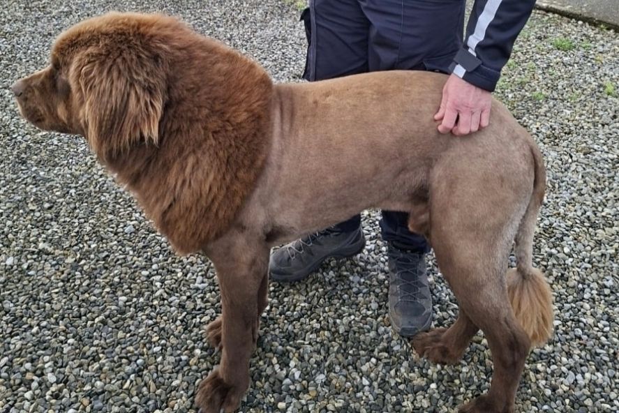 V Irsku natočili volně pobíhajícího lva. Vyklubal se z něj svérázně ostříhaný pes