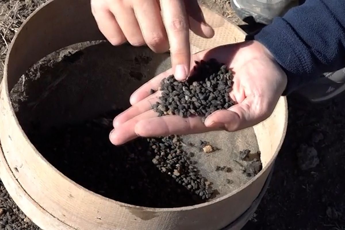 Pět tisíc let starý ječmen z východního Turecka odhaluje počátky tamního zemědělství