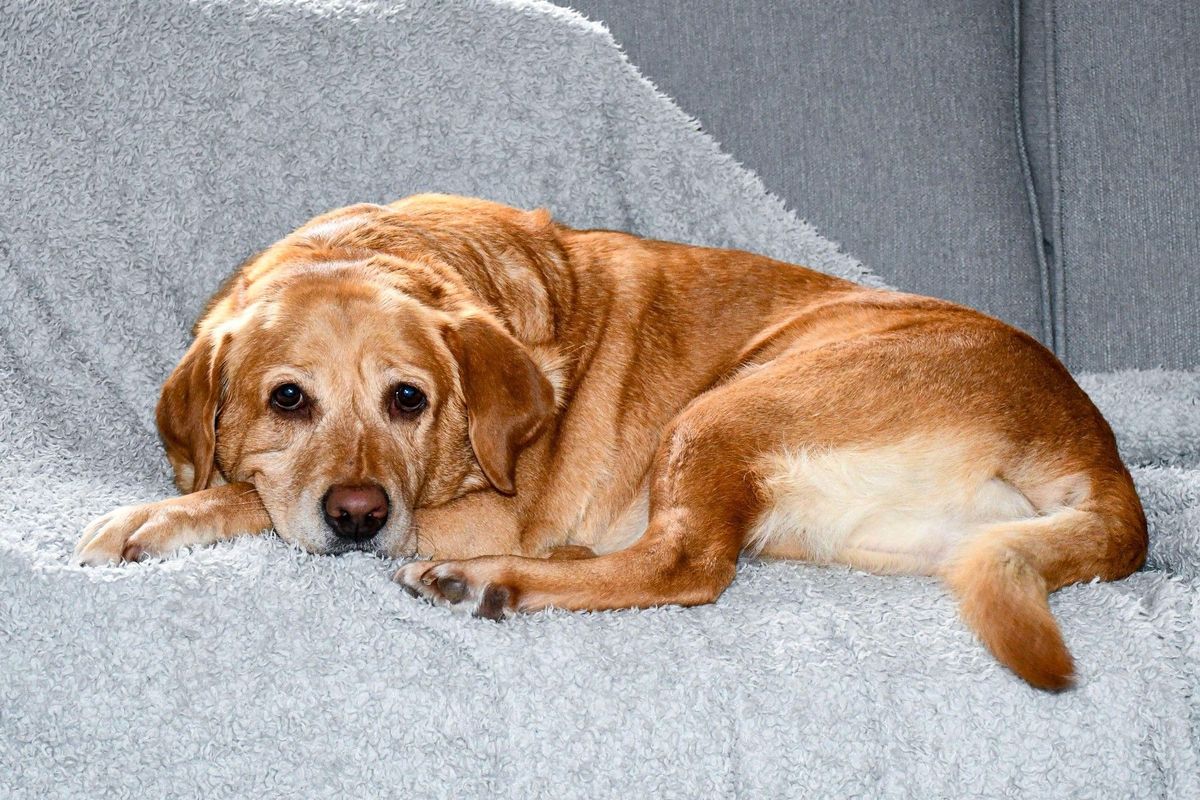 Ztracený pes se v Kalifornii vrátil k páníčkovi díky nepraným ponožkám