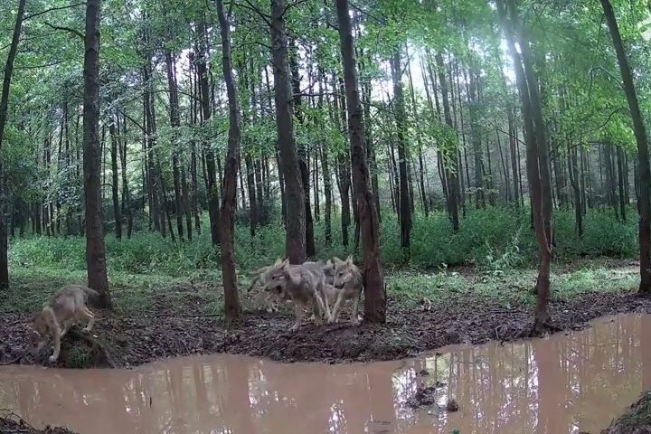V Ralsku se po pětileté pauze narodila vlčata, mláďata hlásí i z dalších částí Česka