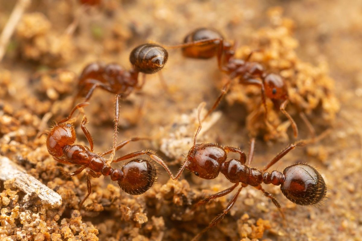 Ohniví mravenci v Evropě. Na Sicílii je chtějí vyhubit