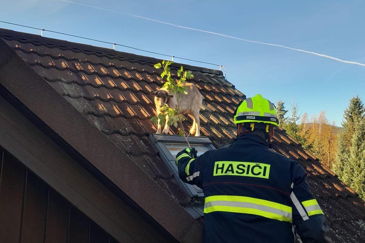 Koza vyšplhala na Liberecku na střechu domu, dolů jí museli pomoci hasiči