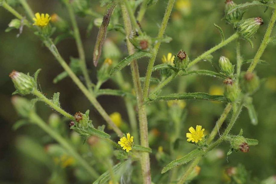 I rostliny cestují po celém světě. Nové invazní druhy našli v Podyjí