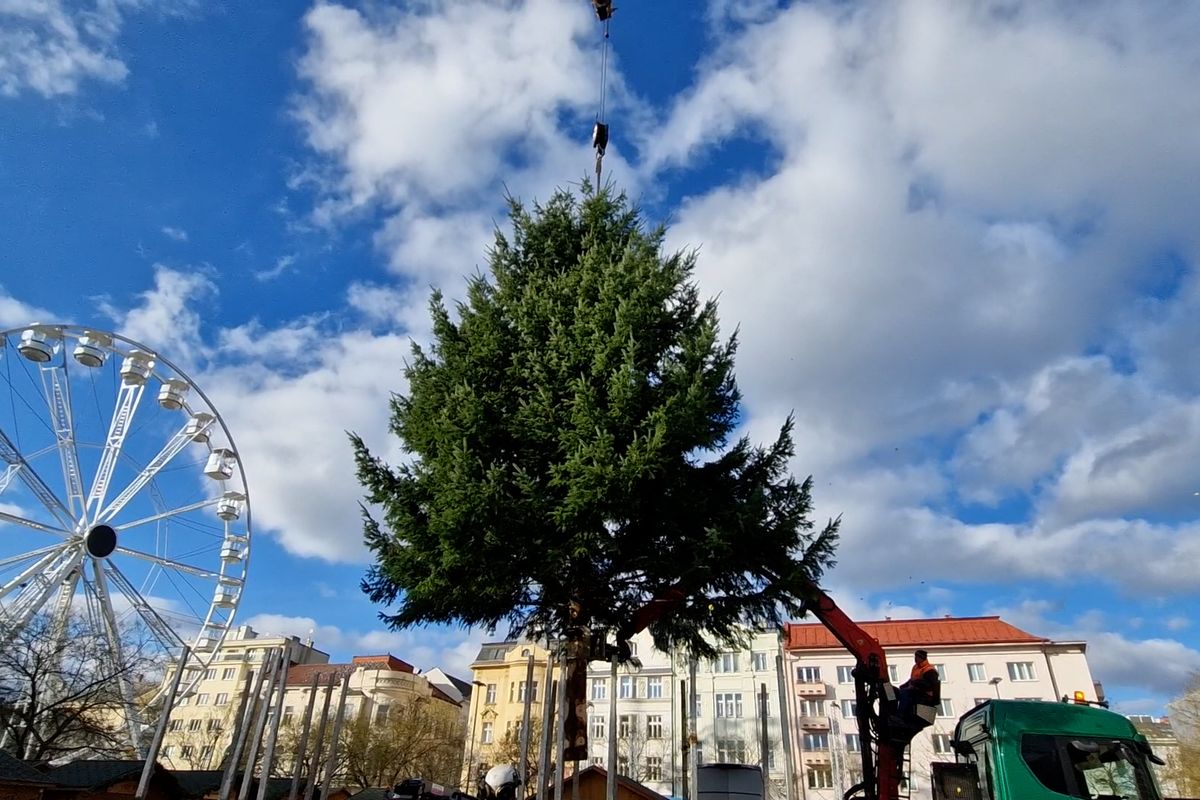 S jedlí si povídali 24 let. Teď z ní bude stý ostravský vánoční strom