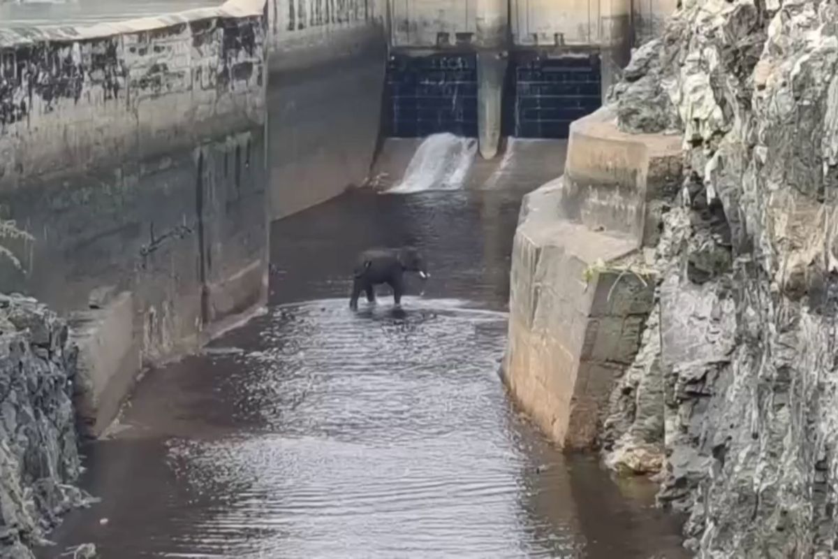 Slon uvázl na tři dny v kanálu vodní elektrárny, zachraňovat jej musel těžký jeřáb