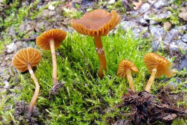 Bývalá cihelna na Kutnohorsku je plná vzácných hub