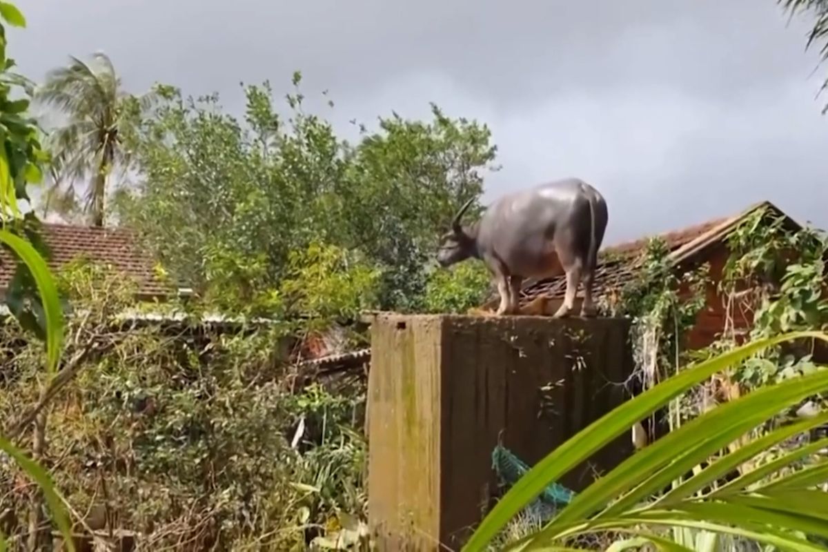 Povodně odnesly buvola na betonový kvádr, zachránili jej vojáci