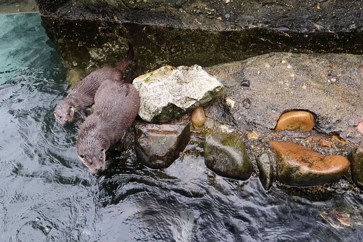 Vydří radovánky v plzeňské zoo. Holky dovádějí s mámou, táta samotaří
