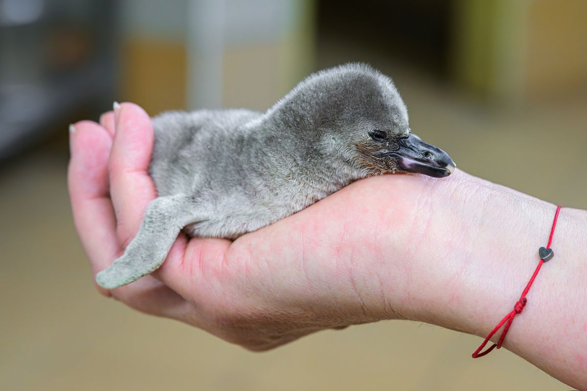 Novoroční ohňostroj nahrazují v Praze jednorázové slevy na památky a do zoo