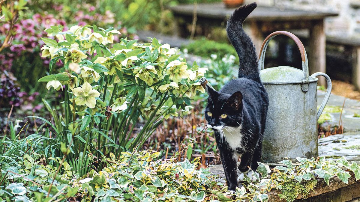 Elegantní čemeřice. Jedna z mála rostlin, které kvetou i během zimy