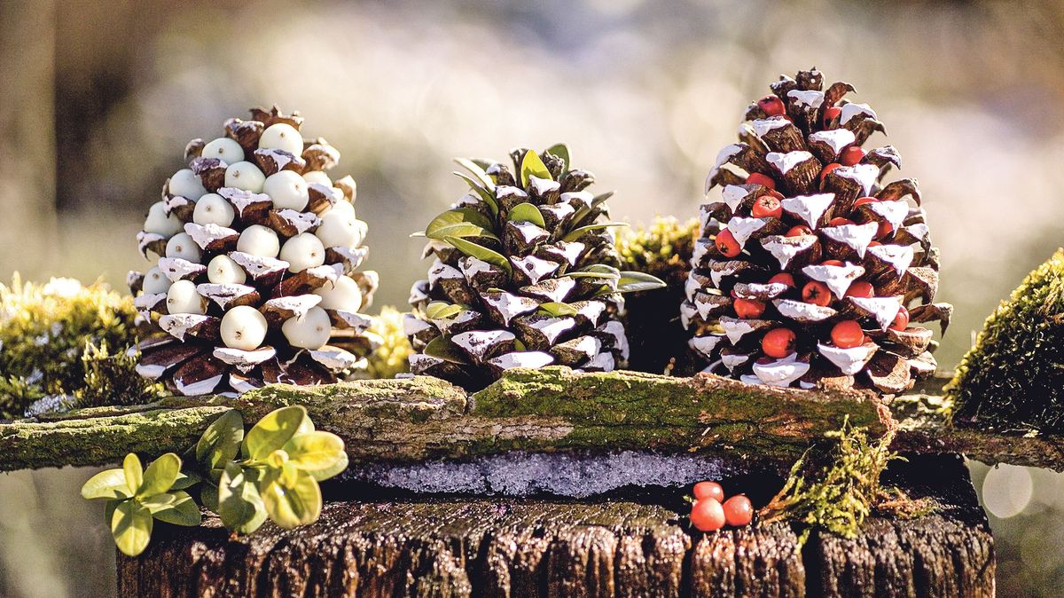 Šupinaté ozdoby z lesa aneb Jak využít šišky ke zkrášlení domova
