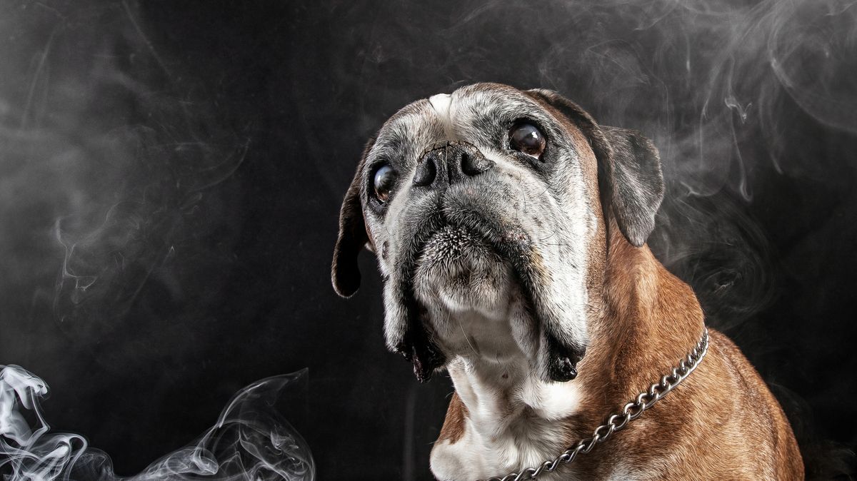 Zachycuje psí duši odcházející za duhový most. Její fotografie jsou víc než jen vzpomínkou