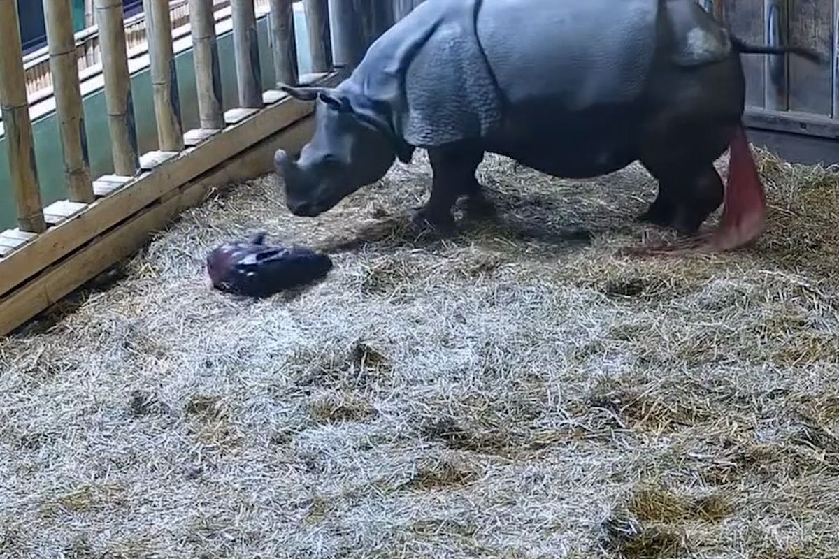 Plzeňská zoo ukázala video z porodu nosorožce. Apu dostal jméno podle Simpsonových