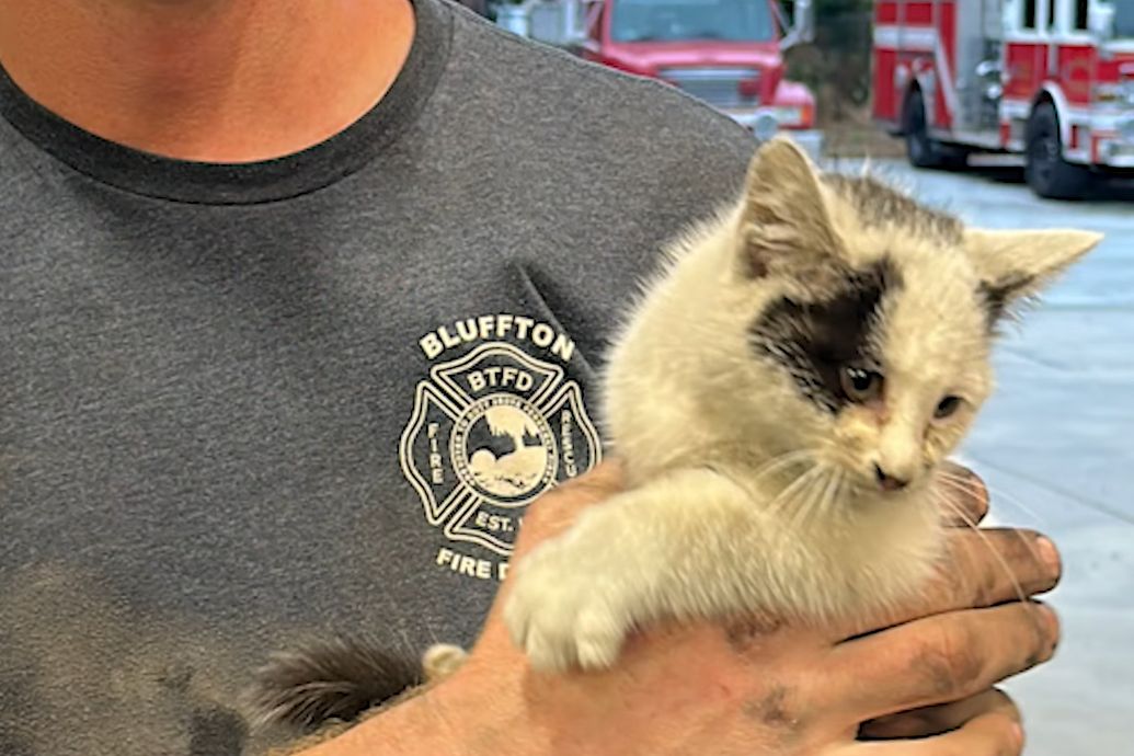 Zdánlivě přejeté kotě uvázlo v podvozku auta, dostat ho ven nebylo jednoduché