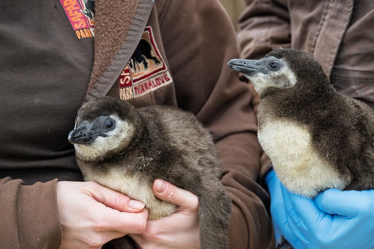 Nečekaný zvrat. Tučňák opustil partnera a s novou družkou odchoval dvojčata