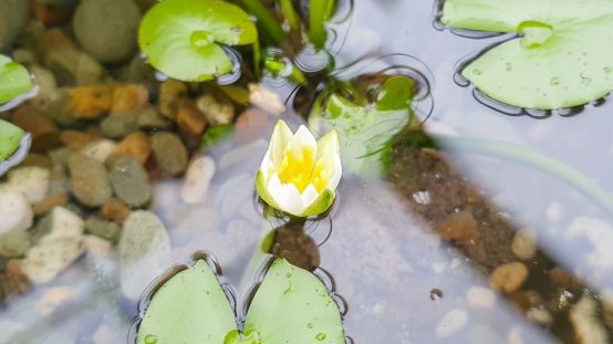 V Ostravě mají unikátní leknín s květem velikosti nehtu na malíčku. V přírodě byl vyhuben