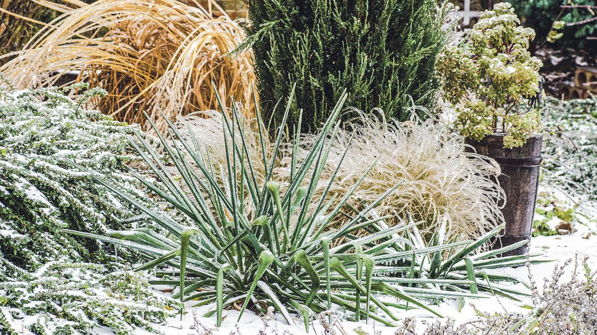 Hrdinka do nepohody: juka vláknitá