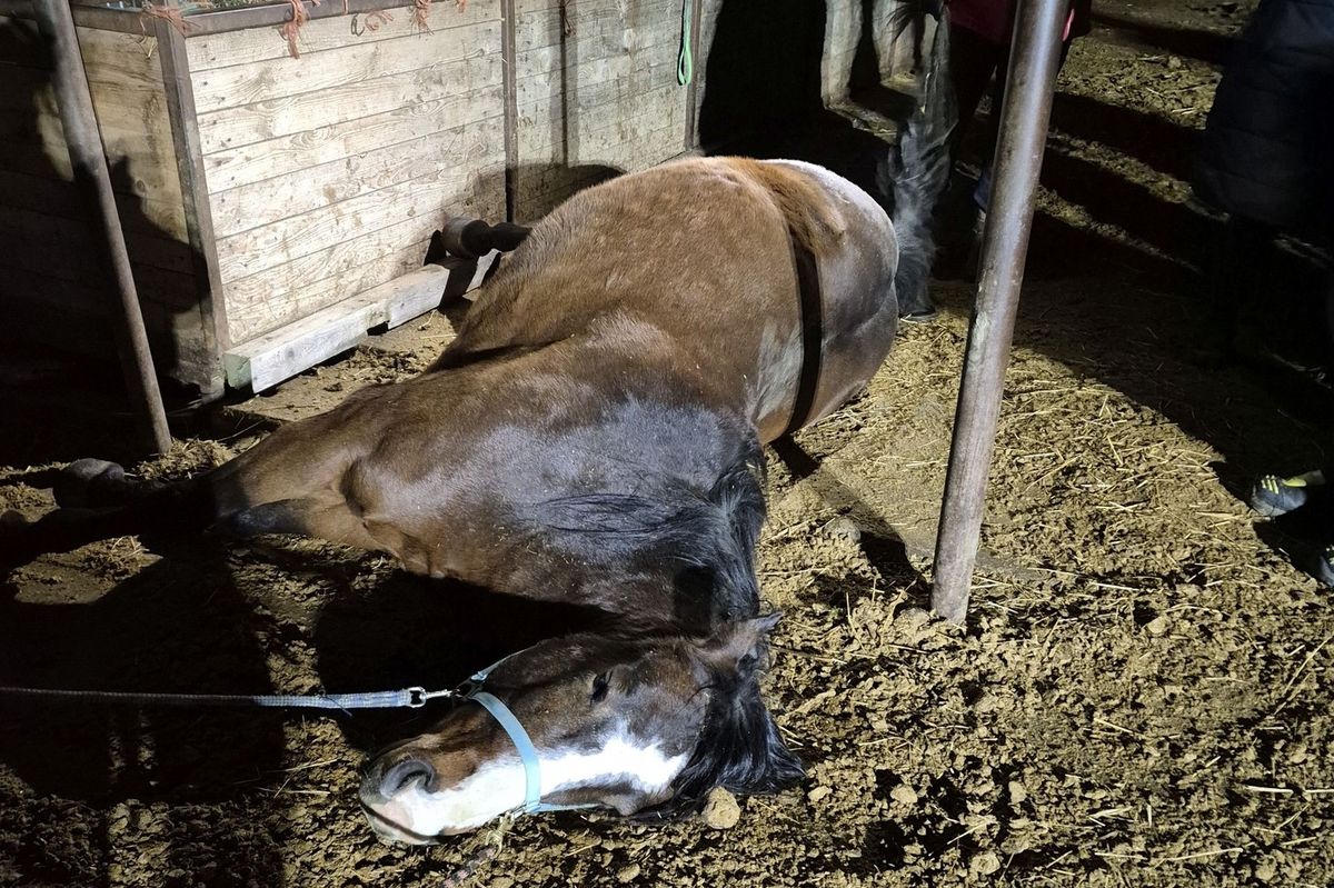 Kůň uvízl v krmelci, pomohli mu hasiči