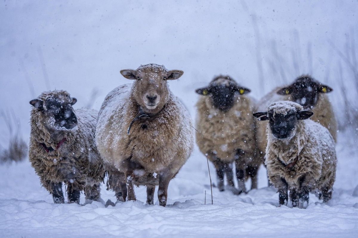 Stádo ovcí vtrhlo v Bavorsku do supermarketu a zaneřádilo jej exkrementy