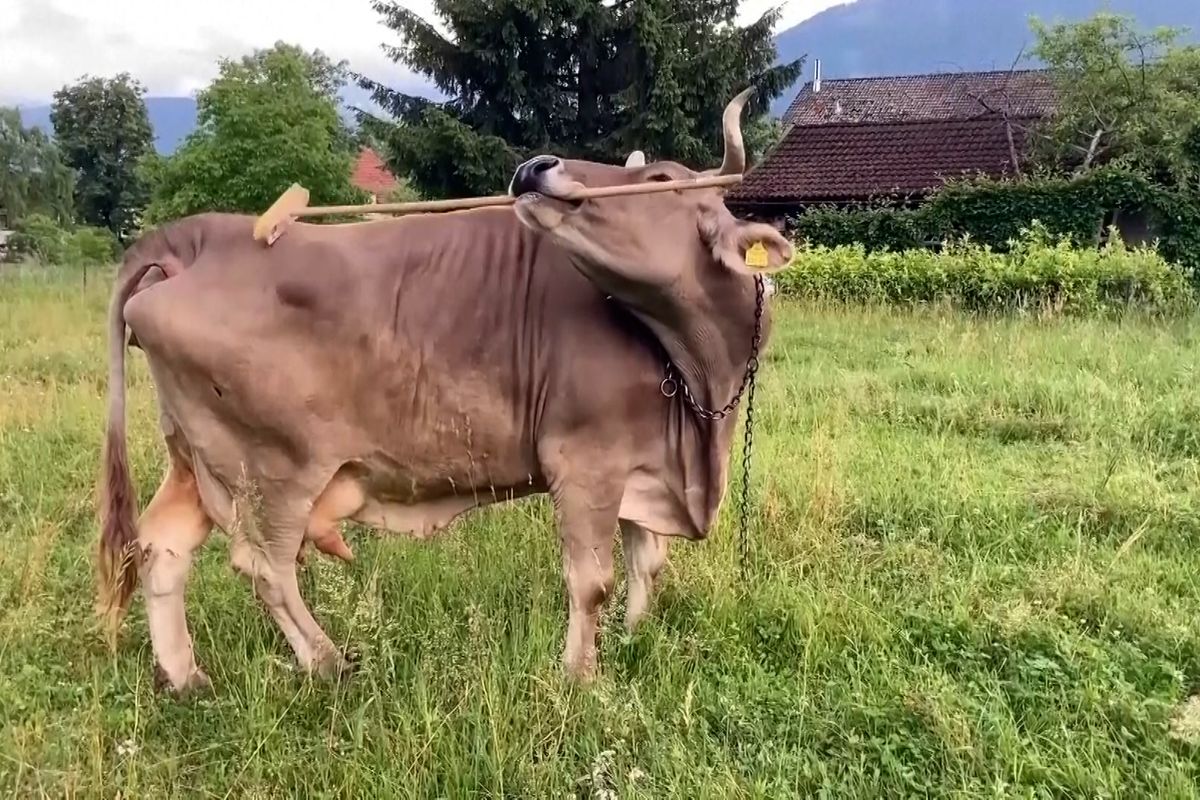 Rakouská kráva ohromila vědce, drbe se koštětem